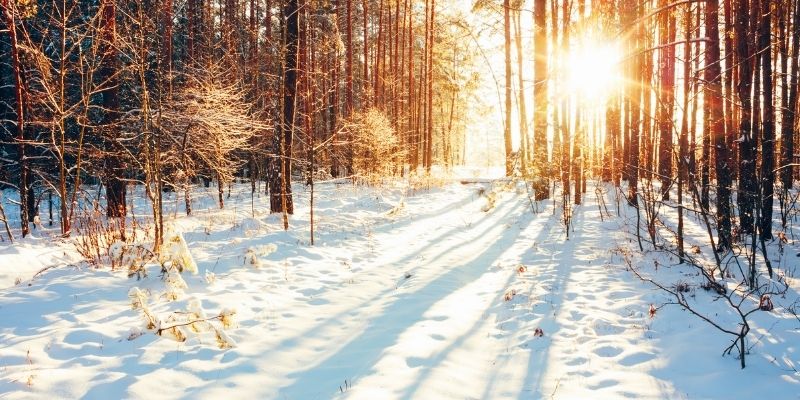 winter sunset through a forest