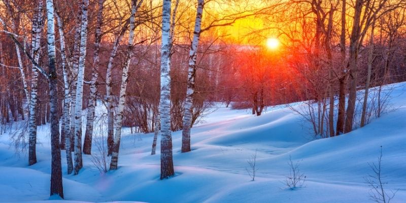 sunset through the trees in winter