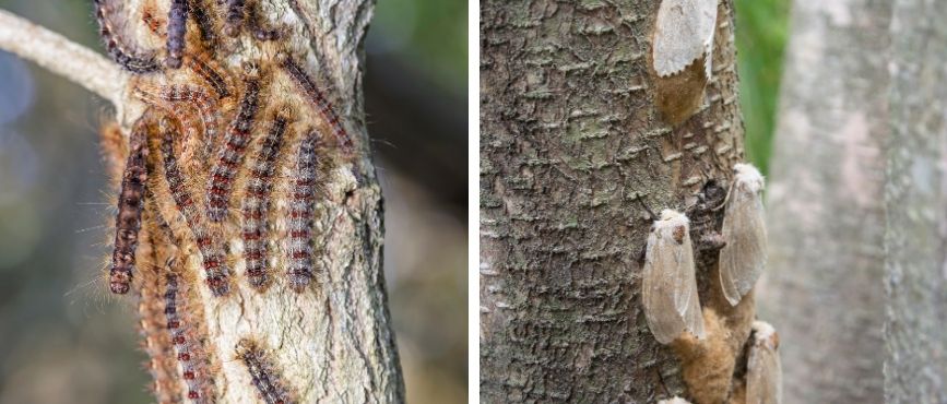 Photo of gypsy moth