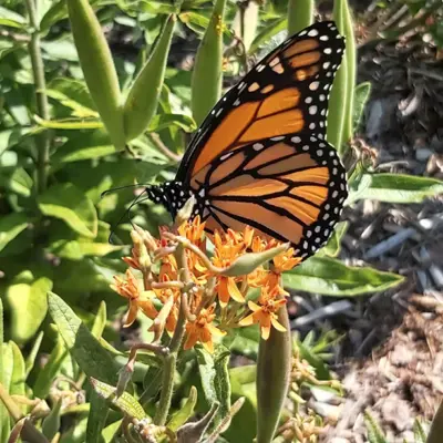 Butterfly Milkweed