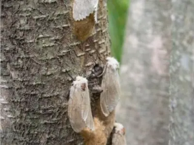 Gypsy Moths as Moths