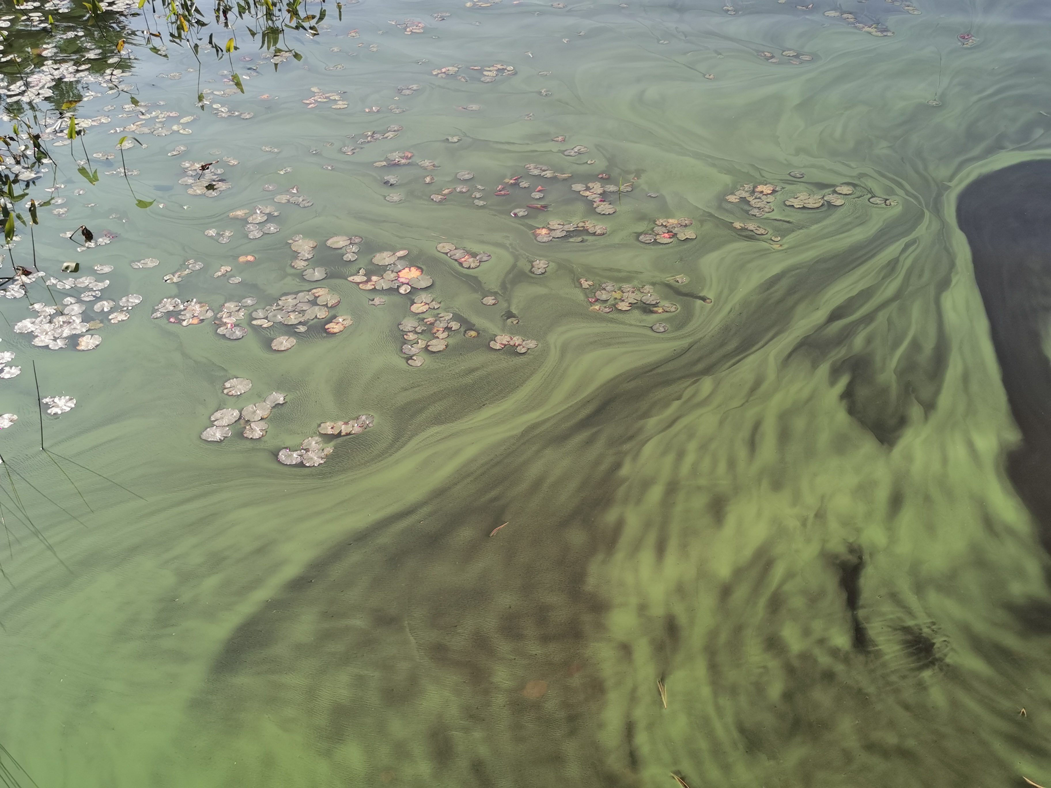 Blue green algae