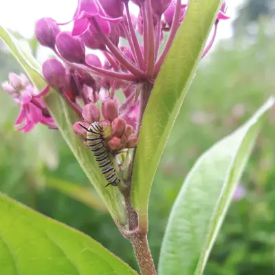 Swamp Milkweed