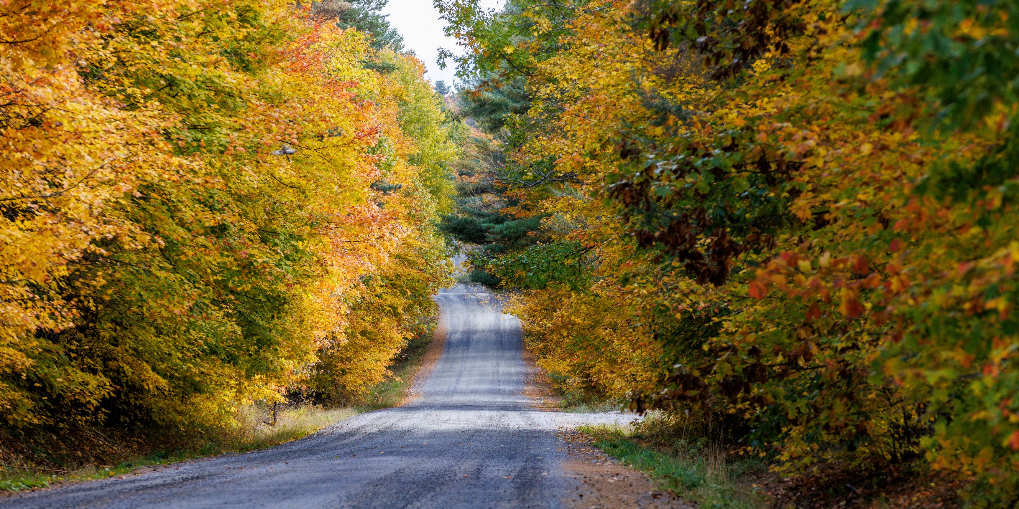 Country road surrounded by trees