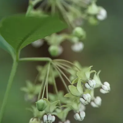 Poke Milkweed
