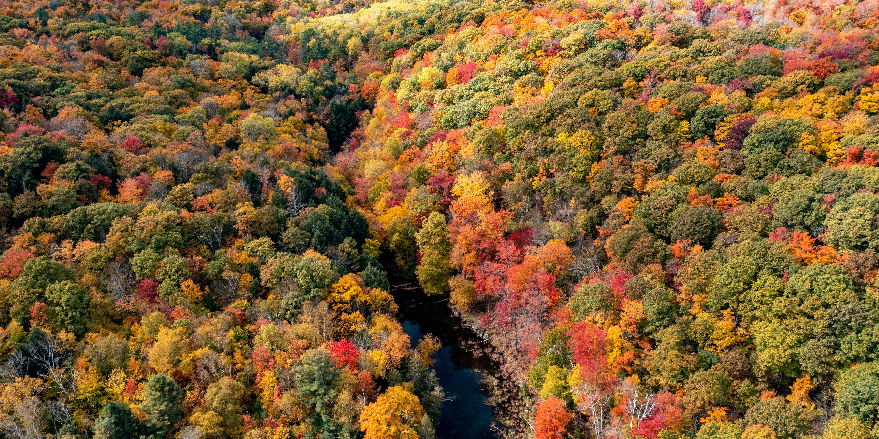 Aerial view of river running through fall foliage and trees