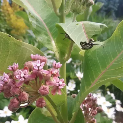 Common Milkweed