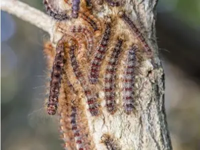 Gypsy Moth Caterpillers