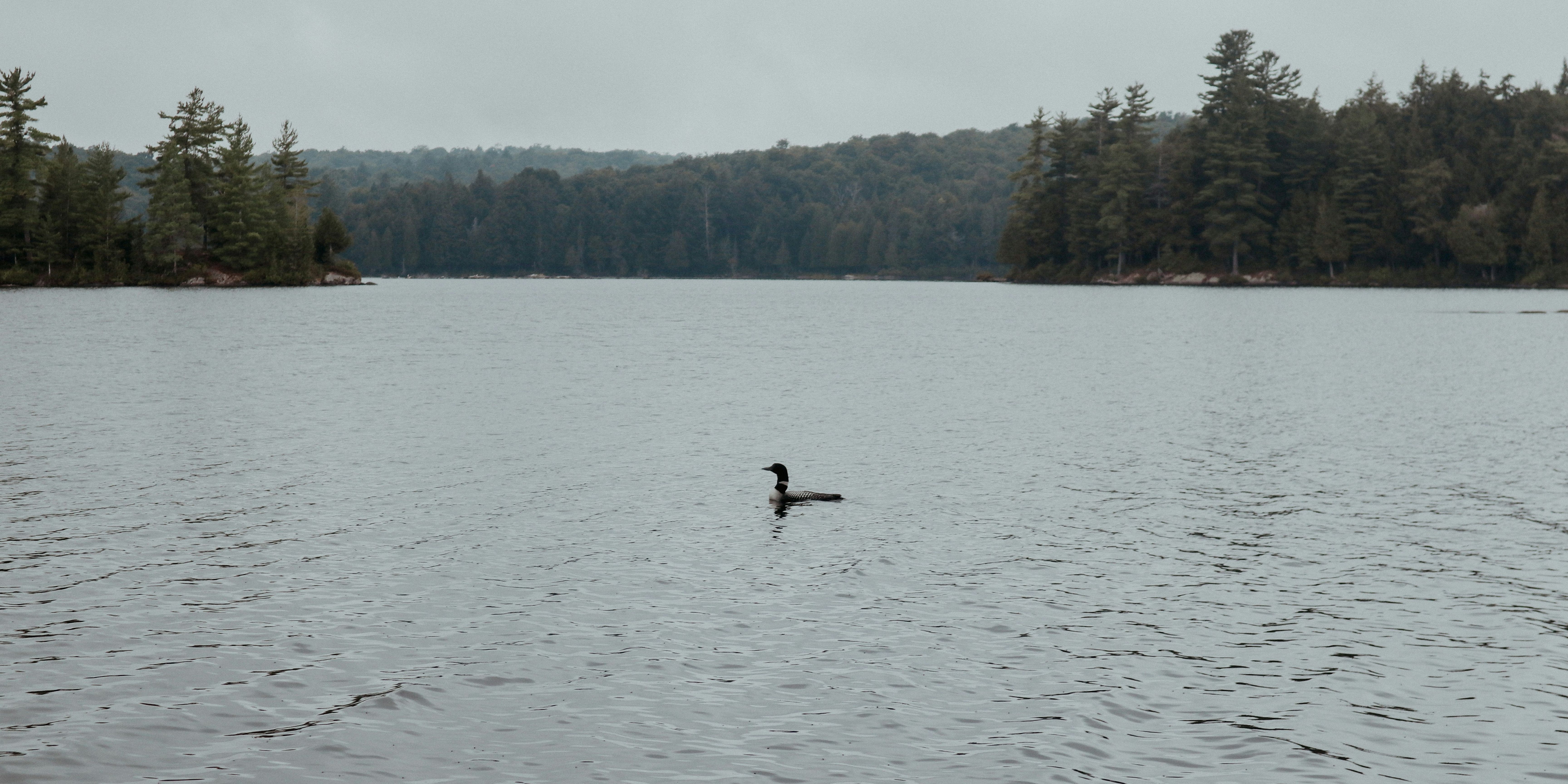 Loon on lake surrounded by trees