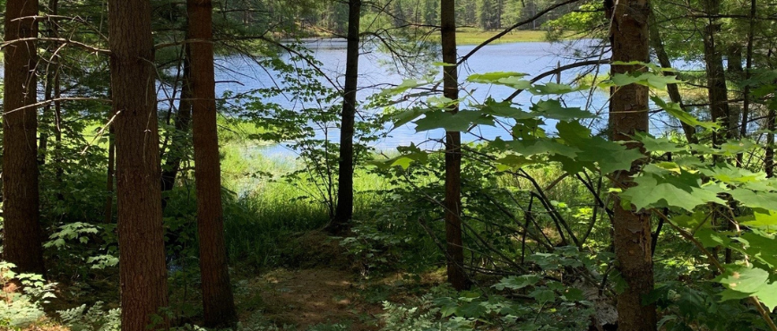 Shady trees in front of sunshine on a lake