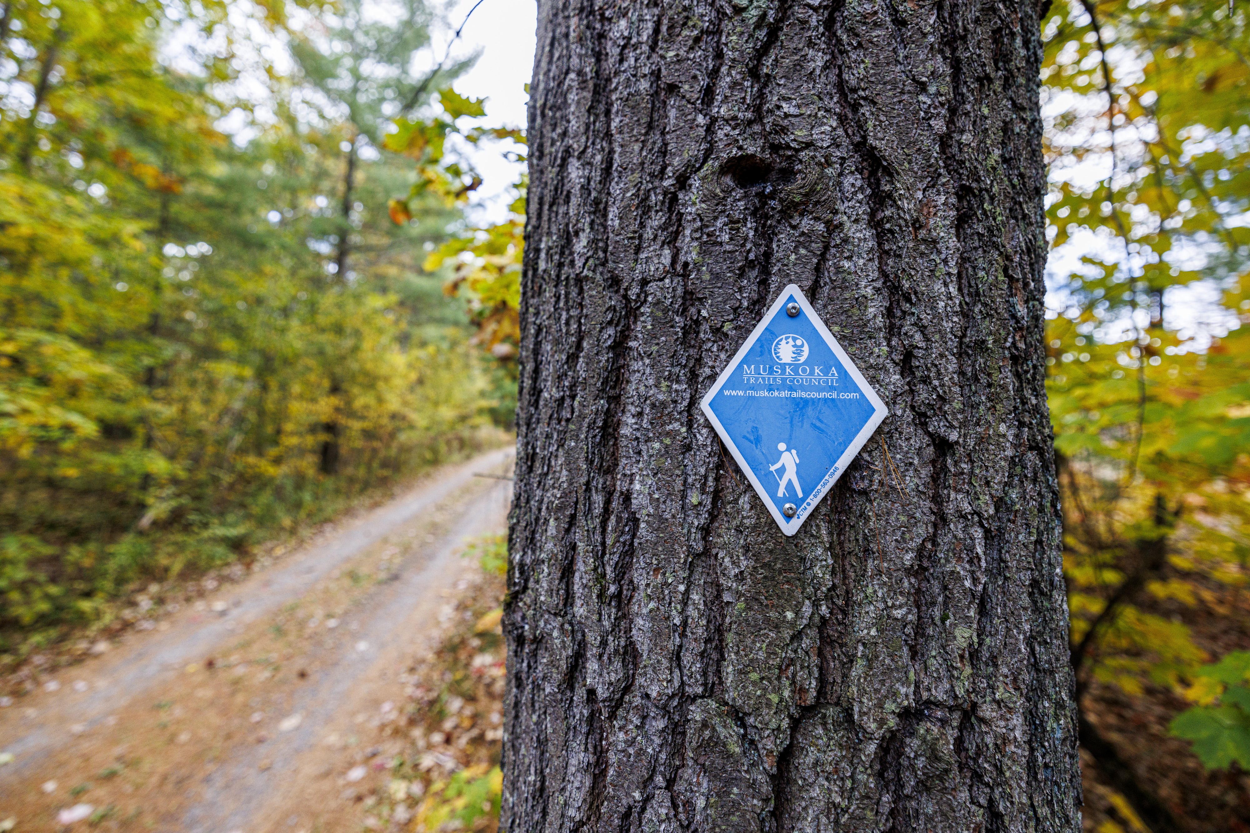 Directional Trail Sign in Muskoka Lakes
