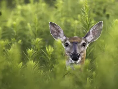 Deer in forest